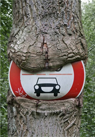 Baumpflege zur Verkehrssicherheit